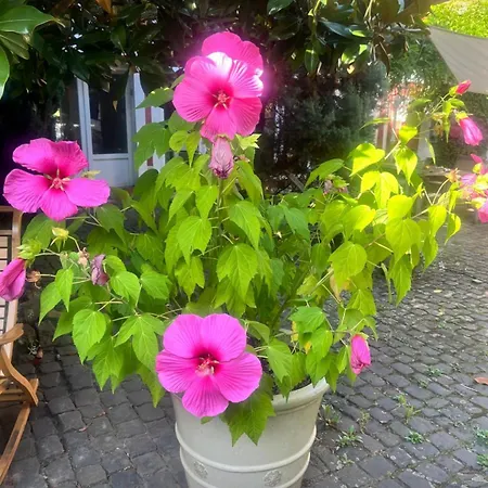 Apartment Magnolienhof Albsheim *
